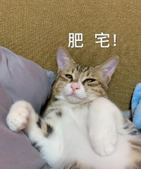 5个月大的狸花猫竟然开始发腮了,这是我喂得太好导致的?