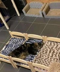 三只猫为这张小床争得不可开交,最后弄成上下铺那种才平息风波