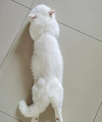 ���Ǽҵ�è�о�Ҳ�����棬�������������Ľţ��о������٤