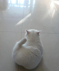 ǼҵèоҲ棬Ľţо٤