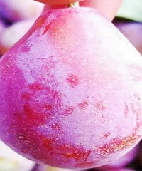 据说这个水果是“通便神器”,你们吃过之后感觉效果如何?