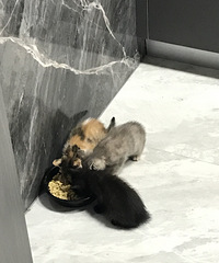办公室里的流浪猫生的猫崽求领养,还剩一只黑色的崽崽待领养
