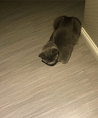 用乒乓球把猫逗进浴室里面洗澡,用了洗毛香波后,毛色真油亮