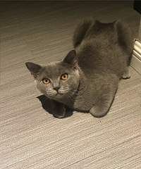 ��ƹ�����è����ԡ������ϴ�裬����ϴë�㲨��ëɫ������