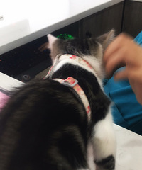 ��һ�δ�èȥ�����磬���ҽ��˵������е�ϡ��Ҫ��������ܴ�