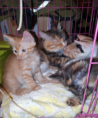 5只可爱的小猫求领养,本来就有3只大猫,感觉我已经养不起了...