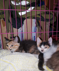 5只可爱的小猫求领养,本来就有3只大猫,感觉我已经养不起了...