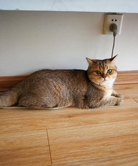 我家的猫看着腿短,但是努把力小腿一伸,看起也有“一米八”