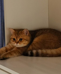 �Ҽҵ�è�����ȶ̣�����Ŭ����С��һ�죬����Ҳ�С�һ�װˡ�