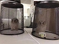 猫头鹰飞进办公室了