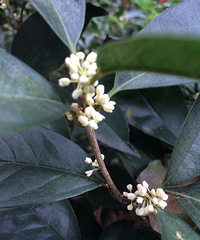 农历八月,金桂飘香,这个季节走在路上都能闻到桂花香,真美好