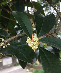 农历八月,金桂飘香,这个季节走在路上都能闻到桂花香,真美好
