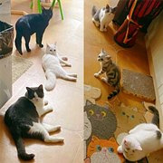 真幸福!养了6只猫