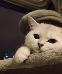 每天早上6点多3只猫都要跑到我身上来蹦迪,生怕我没跟上节奏