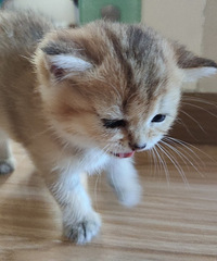 每天早上6点多3只猫都要跑到我身上来蹦迪,生怕我没跟上节奏