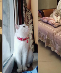 问问大家,家里养了小猫,适合装暖气片吗?