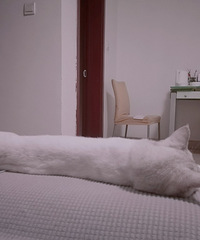 晒晒猫主子的日常:它是我的小跟班,每天看到它心都要被融化