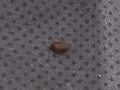 在床上发现不明物体