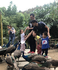 三年后再去万盛民宿,终于小朋友可以自己喂孔雀了+【秋游记】
