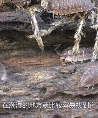 昆明9万学生全城“通缉”鼠妇!出“五毛”高价买