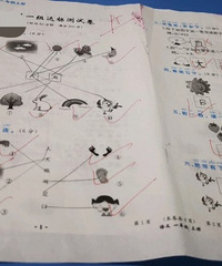 自数学考试100分后,语文分数也下来了,95分。