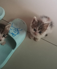 һԼ4ֻСẹ̀һֻȥʣ3ֻӹ