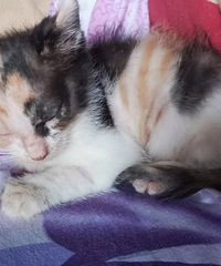 一次性捡了4只小猫崽,送了一只出去还剩余3只,坐标红旗河沟