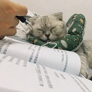 看书的时候它总来捣乱
