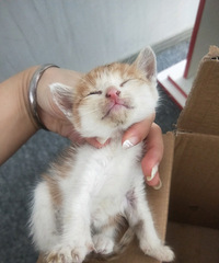 ·�߼�4ֻè�̣����1���´�����ӣ������������