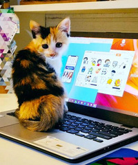 路边捡到的小猫不要放弃,好吃好喝伺候着,养着养着会有惊喜