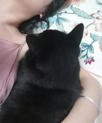 躺床上玩手机猫主动趴在我臂弯里,而且睡觉时她还要睡另一个枕头