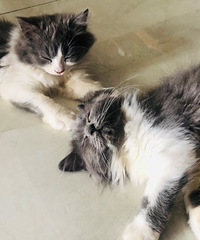 �͹���ס�ý��ĺô����ǿ�����ʱȥߣè��̫ϲ��rua������