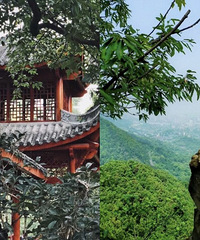 主城9座山的隐藏玩法都给你找好了