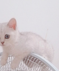 ��è���������Ҹ��У������������ģ�ë���׵ģ������ߵ�ů����