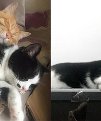 猫怀孕大概1个月了,肚子明显大了些了,需要去医院打B超不?