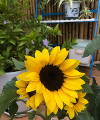 ����ת������԰��Ļ���Ҳ�ָ�����������������տ����úܺ�