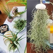 重庆有养空气凤梨的吗