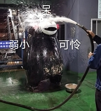 洪峰漂到万州的“二熊”回家了,龙门浩熊大熊二团圆了哈哈哈哈哈
