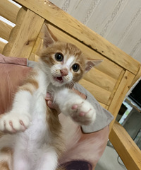 2���´����è�ܵ����������Ը��ľ���˳������ϲ������