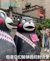 “抗洪英熊”成了龙门浩老街新晋“代言人”,每天带伤接待游客