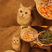 有美食,它拍照很配合