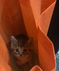 我也开始养猫了,新接回家的美短虎斑弟弟很黏人,晚上还挨着我睡