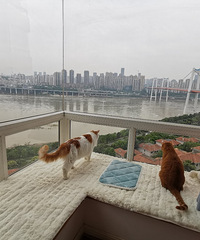 想问下养猫的同学都是用的什么四件套呢?为啥子我家被套里全是毛