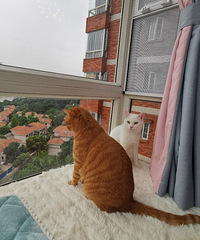 想问下养猫的同学都是用的什么四件套呢?为啥子我家被套里全是毛