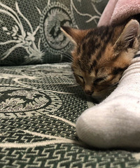我也开始养猫了,新接回家的美短虎斑弟弟很黏人,晚上还挨着我睡