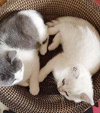 从没养过猫的新手一次性就开了2只猫,养猫能治愈一切不开心