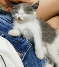 ��û����è������һ���ԾͿ���2ֻè����è������һ�в�����