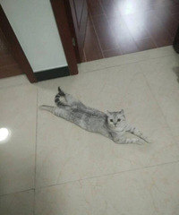 为啥我家的猫喜欢像狗儿这样趴在地上呢,感觉很享受很上头的样子