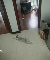 ΪɶҼҵèϲ񹷶ſڵأоܺͷ