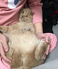 ҵɫӢ5000Ԫһֱ˵è